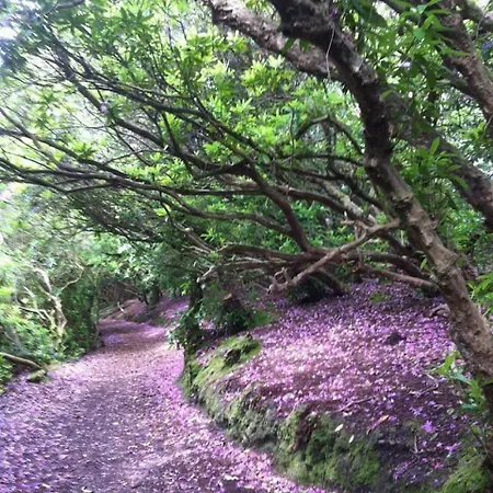 Gasthuis Foley's & Self Catering Homes Kenmare